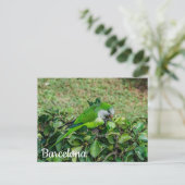 Carte postale de perroquet vert (Debout devant)