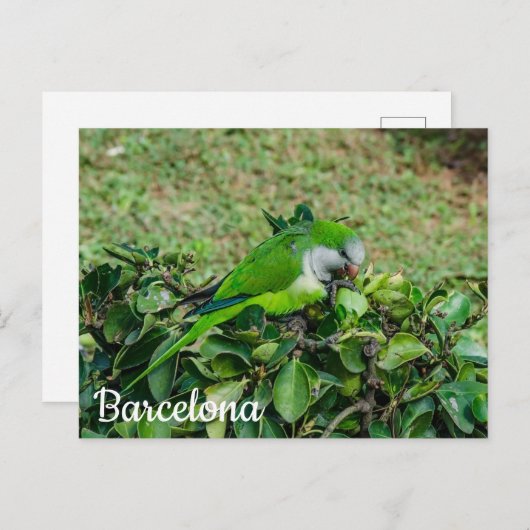 Carte postale de perroquet vert (Devant / Derrière)