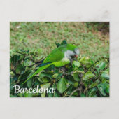 Carte postale de perroquet vert (Devant)