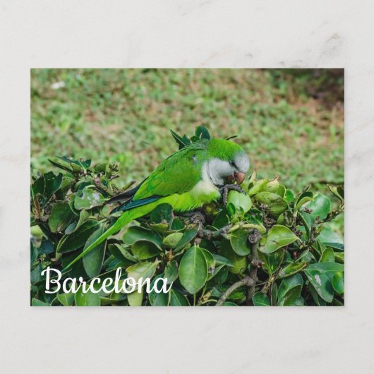 Carte postale de perroquet vert (Devant)
