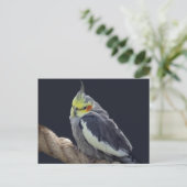 Carte postale de Perruche caline (Debout devant)
