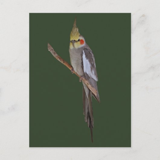 Carte postale de perruche mignonne (Devant)
