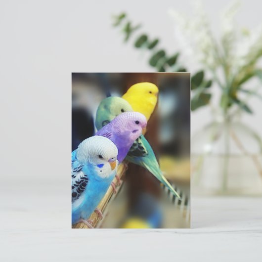 Carte postale de perruches (Debout devant)