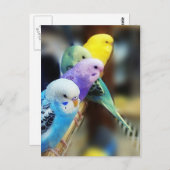 Carte postale de perruches (Devant / Derrière)