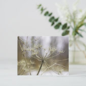 Carte postale de persil de vache (Debout devant)