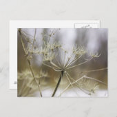 Carte postale de persil de vache (Devant / Derrière)