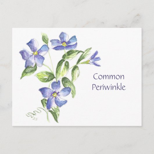 Carte postale de pervenche commune (Devant)