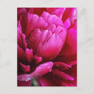 Carte postale de pétales de fleurs de pivoine aprè