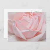 Carte postale de pétales de rose (Devant / Derrière)