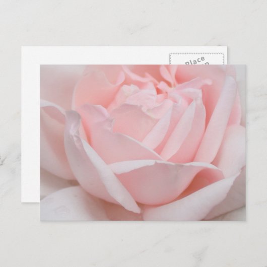 Carte postale de pétales de rose (Devant / Derrière)