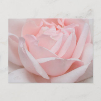 Carte postale de pétales de rose