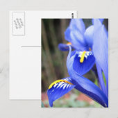 carte postale de pétales d'iris (Devant / Derrière)