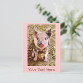 Carte postale de petit cochonnet rose mignon (Debout devant)