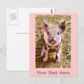 Carte postale de petit cochonnet rose mignon (Devant / Derrière)