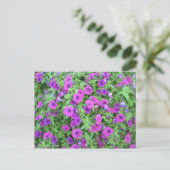 Carte postale de Pétunias Violettes (Debout devant)