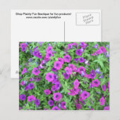 Carte postale de Pétunias Violettes (Devant / Derrière)