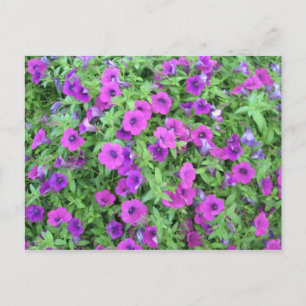 Carte postale de Pétunias Violettes