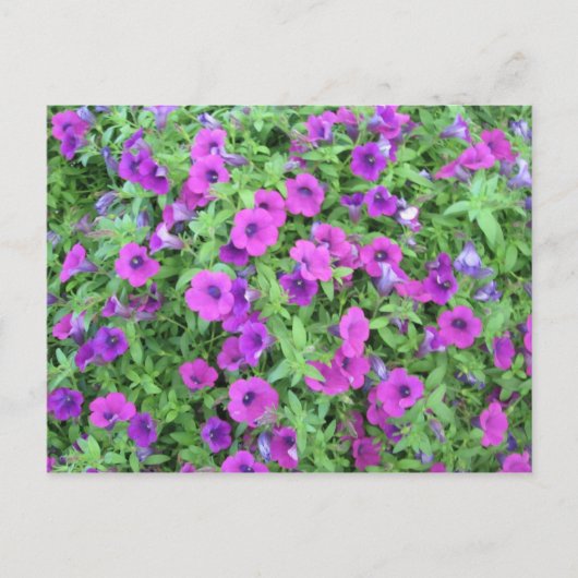 Carte postale de Pétunias Violettes (Devant)