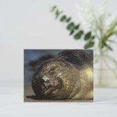 Carte postale de phoque éléphant dormant (Debout devant)