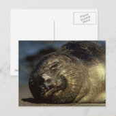 Carte postale de phoque éléphant dormant (Devant / Derrière)