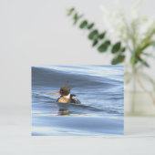 Carte postale de photo de canard (Debout devant)