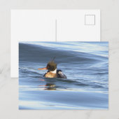 Carte postale de photo de canard (Devant / Derrière)