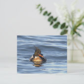 Carte postale de photo de canard (Debout devant)