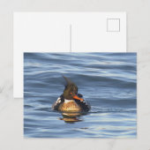 Carte postale de photo de canard (Devant / Derrière)