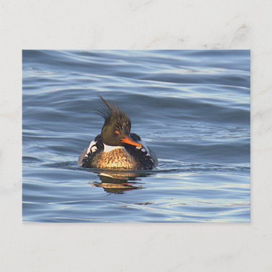 Carte postale de photo de canard (Devant)