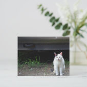 Carte postale de photo de chat (Debout devant)