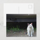 Carte postale de photo de chat (Devant / Derrière)
