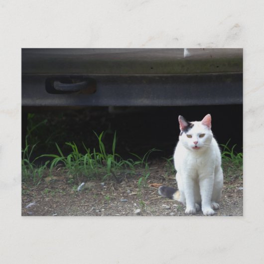 Carte postale de photo de chat (Devant)