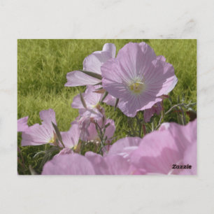 Carte postale de photo de fleurs roses de la natur
