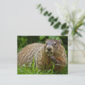Carte postale de photo de la marmotte mignonne man (Debout devant)