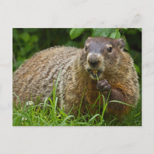 Carte postale de photo de la marmotte mignonne man (Devant)