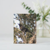 Carte postale de photo Grackle Grande Queue (Debout devant)