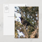 Carte postale de photo Grackle Grande Queue (Devant / Derrière)