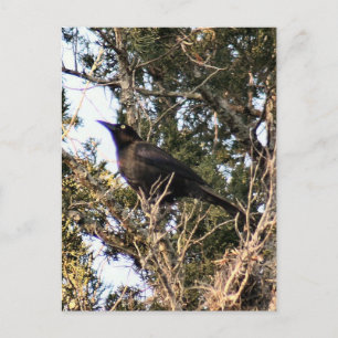 Carte postale de photo Grackle Grande Queue