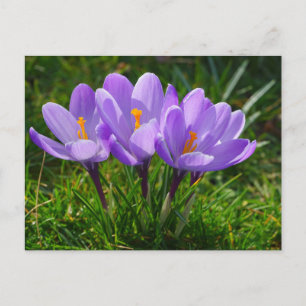 Carte postale de photo Purple Crocus