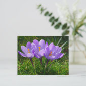 Carte postale de photo Purple Crocus (Debout devant)