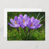 Carte postale de photo Purple Crocus (Devant / Derrière)