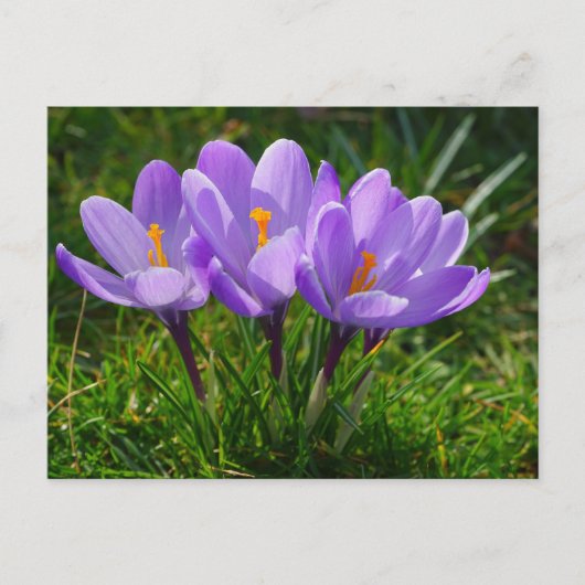 Carte postale de photo Purple Crocus (Devant)