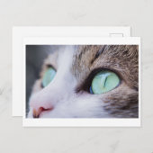 CARTE POSTALE DE PHOTOGRAPHIE DE CAT À YEUX VERT (Devant / Derrière)