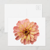 Carte postale de photographie de fleurs de Zinnia (Devant / Derrière)