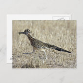 Carte postale de photographie de Roadrunner (Devant / Derrière)