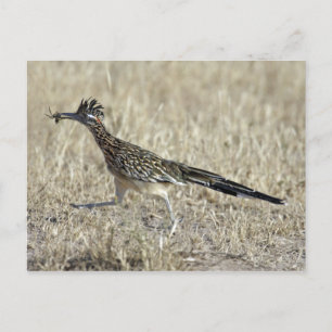 Carte postale de photographie de Roadrunner