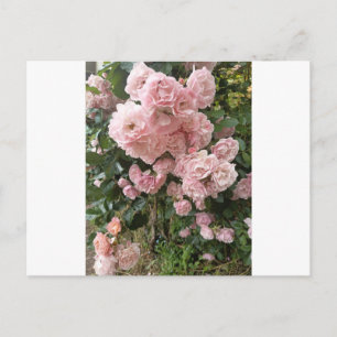 Carte postale de photographie florale de rose rose