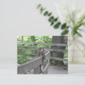 Carte postale de pic à ventre rouge (Debout devant)