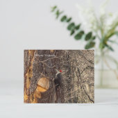 Carte postale de pic dans un arbre (Debout devant)