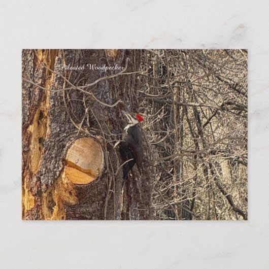 Carte postale de pic dans un arbre (Devant)
